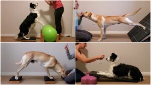 Image showing a Border Collie and Labrador executing canine fitness exercises on a variety of stable platforms.