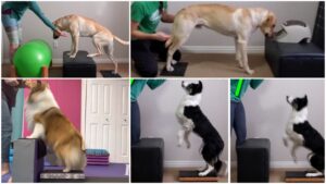 Labrador, Sheltie, and Border Collie using a plyo box as a piece of canine fitness equipment.