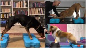 Image showing an Australian Kelpie, Irish Terrier and Shetland Sheep Dog using the Propel Air Platform for Canine Fitness.