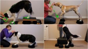 Border and a Labrador puppy using inverted rubber feed bowls as canine fitness equipment.