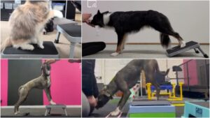 Three dogs and one cat using a step stool as a piece of canine fitness equipment.