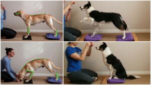 Labrador and Border Collie using a piece of canine fitness equipment called a wedge.