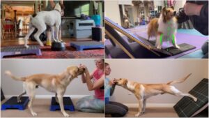 Canine Fitness Equipment, including a Cato Board, Wobble Board and Large Square Platform. 