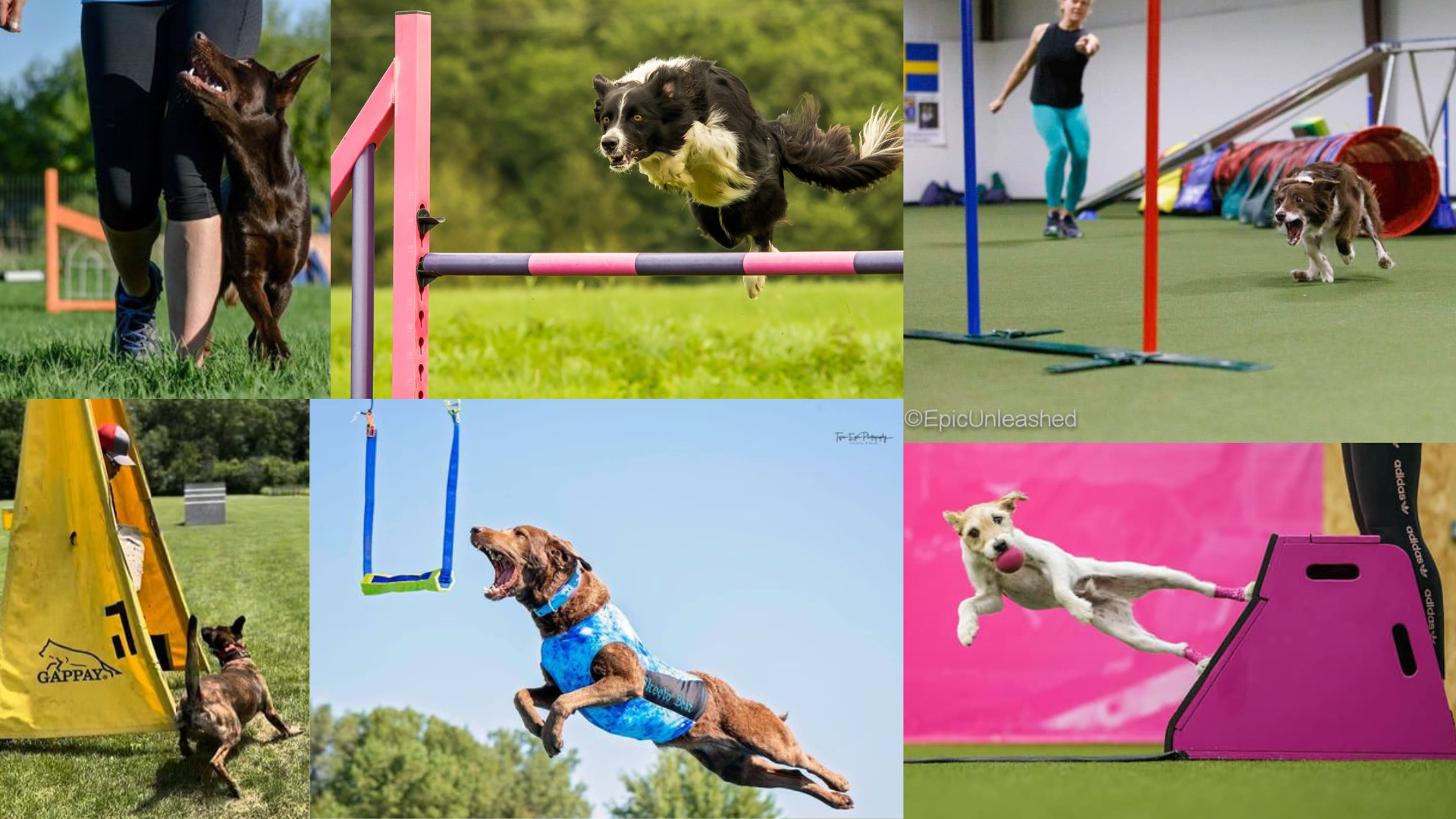 Image showing a variety of dog sports that are available for event sponsorship.