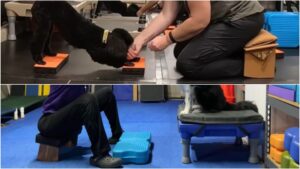 Image showing how a meditation bench can be used for dog trainers who have trouble sitting on the floor.. 