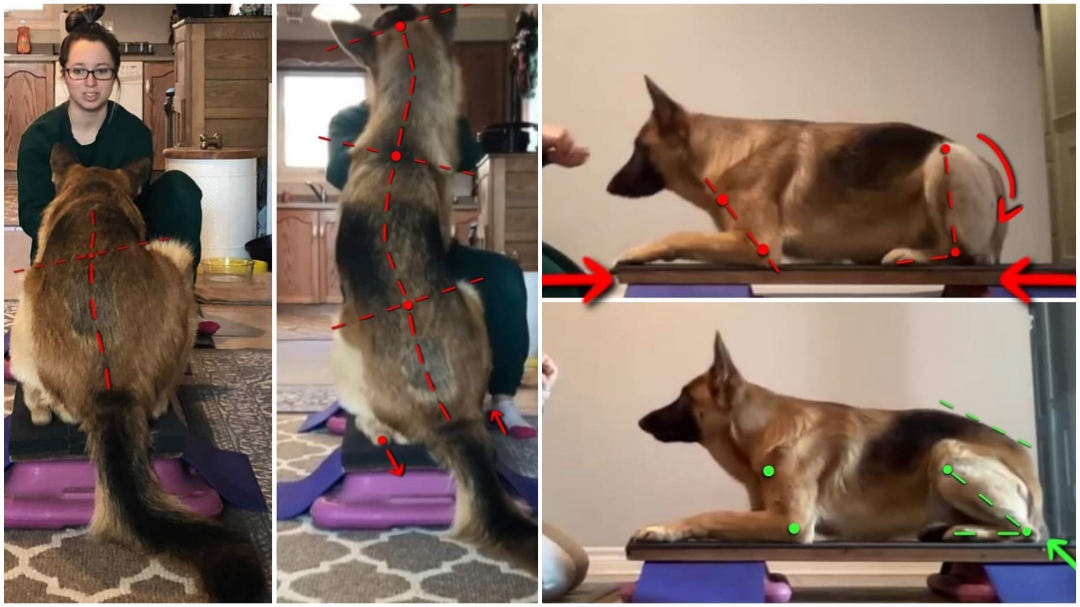 Image showing a German Shepherd receiving a private conditioning lesson.