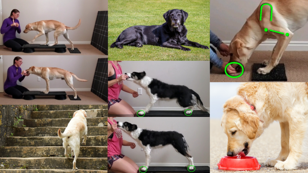 Image showing how the SAID Principle can be applied to senior dogs.