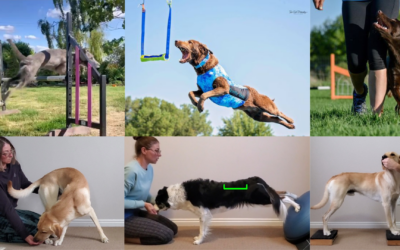 The SAID Principle: Optimizing Canine Fitness