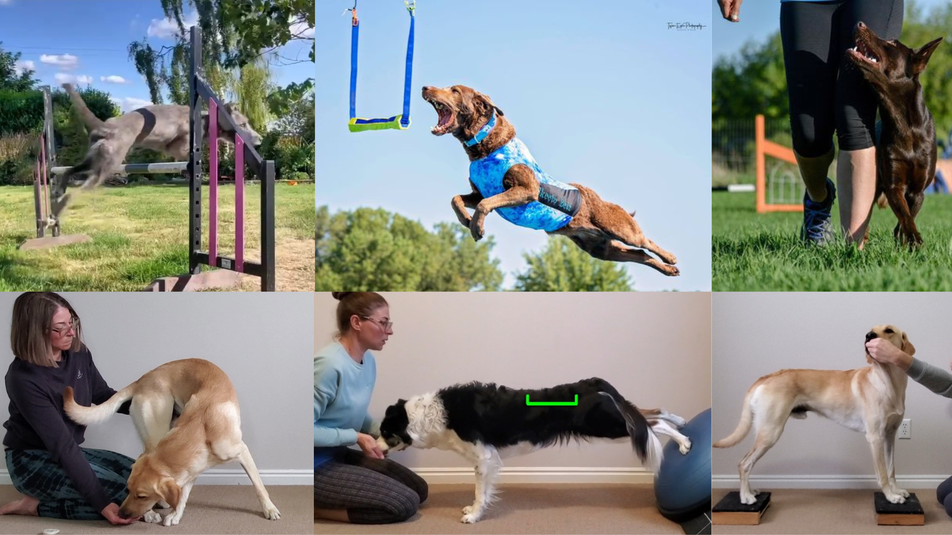 Several photos of dogs participating in sport activities, and analogous exercises that follow the SAID Principle.