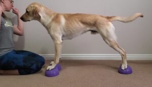 Dog balancing on 3 paw pods. Each front foot on a pod, and both rear feet on a single pod. 