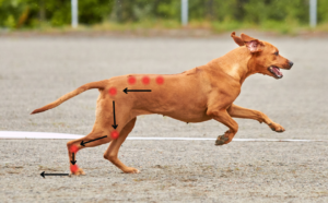 Dog running, with the joints highlighted demonstrating how the forces are distributed through the rear end.