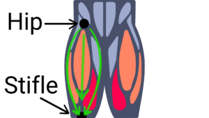 Anatomical image showing how the muscle in the pelvic limb functions when the muscles are balanced.