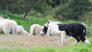 Border Collie with Cow Hock deviation herding sheep