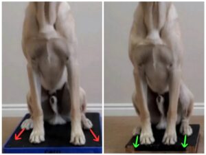 Two photos of a Labrador. One displaying Cow Hock deviation / external rotation, and the other with neutral alignment