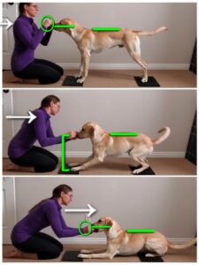 Series of photos showing a Labrador transitioning from a stand into a Fold Back Down. 