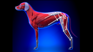 Anatomical image showing the overlapping quality of canine musculature.