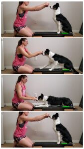 Series of images showing a Border Collie transitioning from a sit, into a down, and back into a sit. 