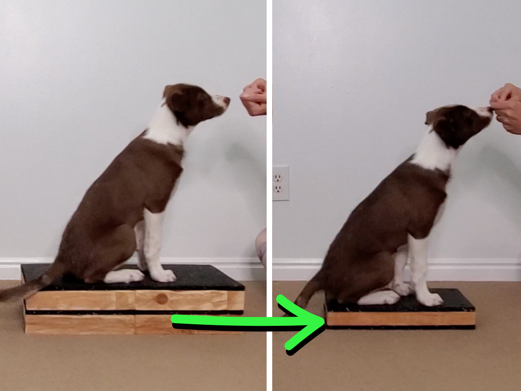 A Border Collie puppy sitting on two different sized platforms.