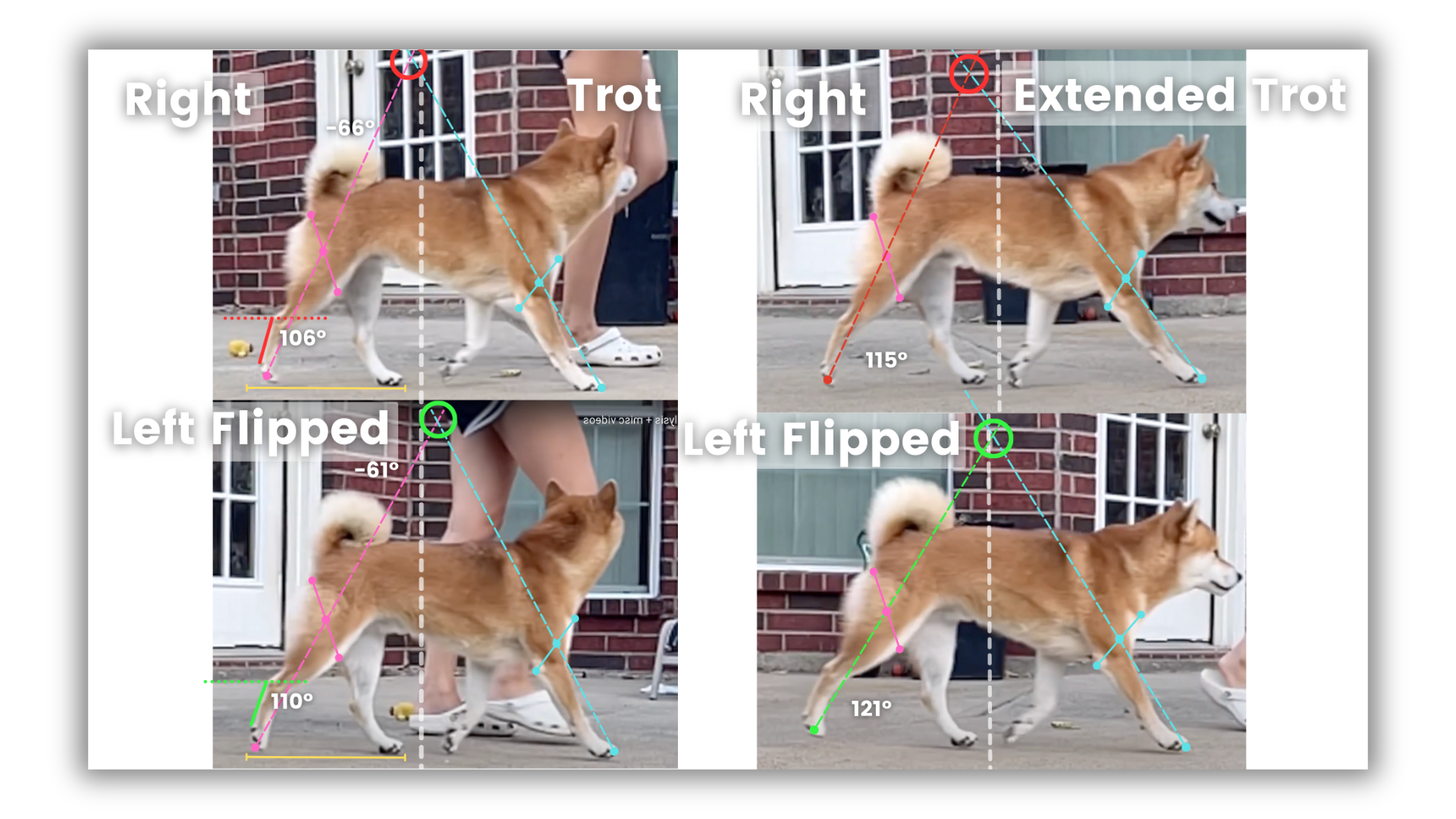 Gait analysis images showing the trot shot from the side.