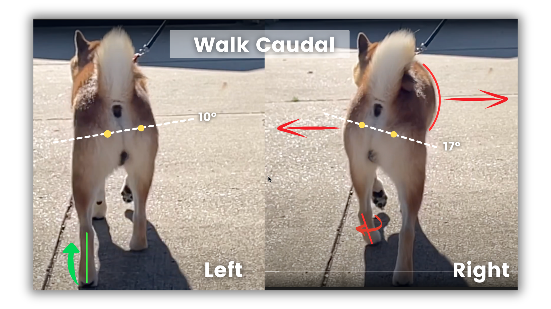Gait analysis images showing the walk shot form the rear.