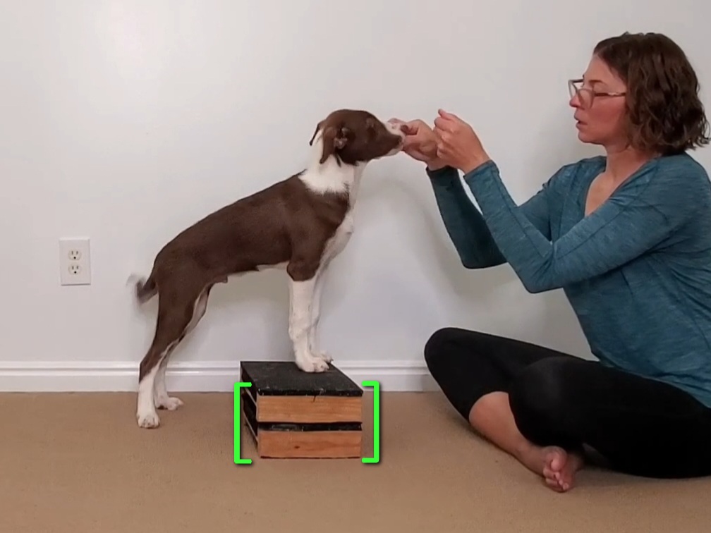 Red Border Collie Puppy demonstrating an Elevated Front Foot Target