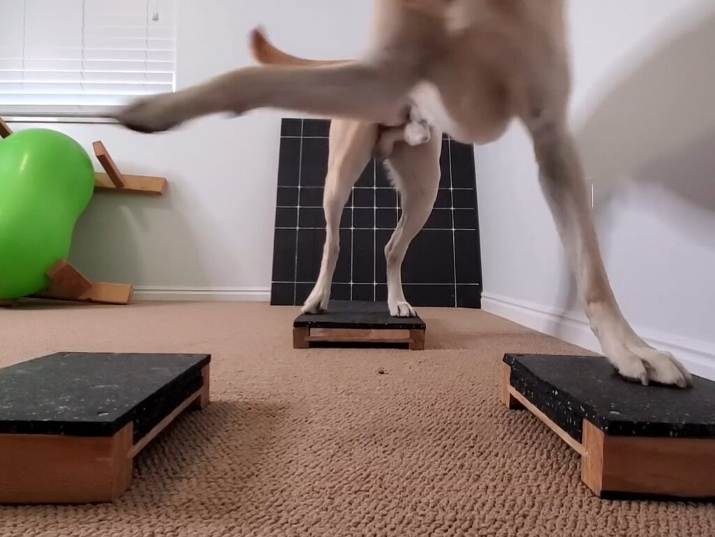 A yellow Labrador demonstrating a plyometric version of the Front Foot Side Step: Advanced exercise.