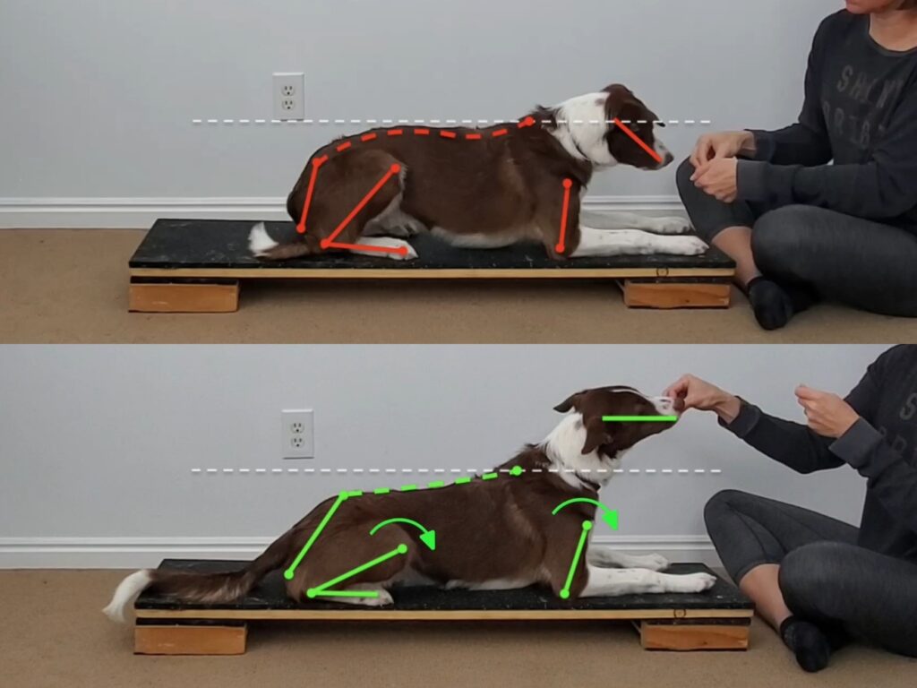 Two images of a red Border Collie in the Down Position. One with the dog showing poor posture, and the other showing correct posture.
