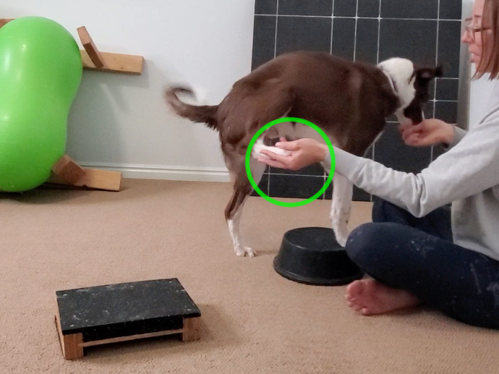 Border Collie Puppy executing the Rear Foot to Hand Target (Part 2) behavior.