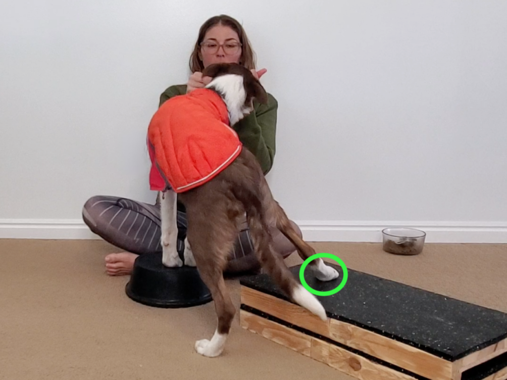 Border Collie Puppy executing a single rear foot target, which is the foundation behavior for the Rear Foot to Hand Target behavior.