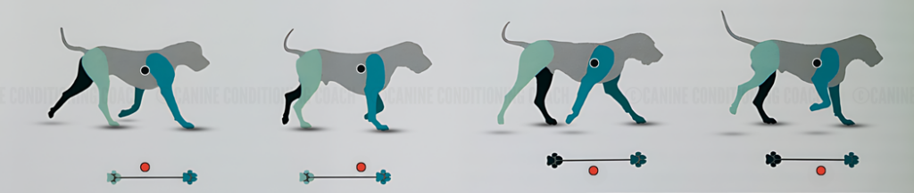 Dog demonstrating a pace (ipsilateral gait) highlighting the Center of Gravity oriented outside the footfall pattern.