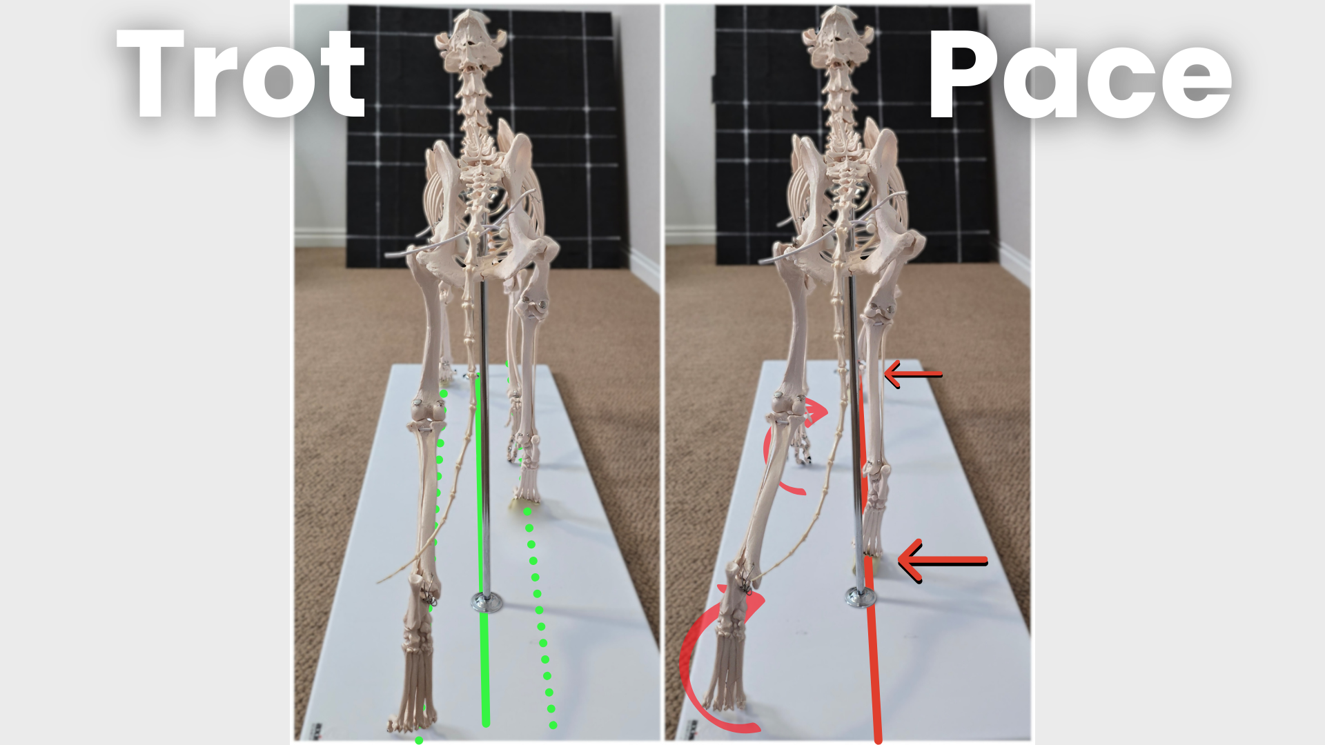 Image showing the canine skeleton from the rear. Compares a trot with balanced limb adduction with a pace showing hyper adduction with limb circumduction.