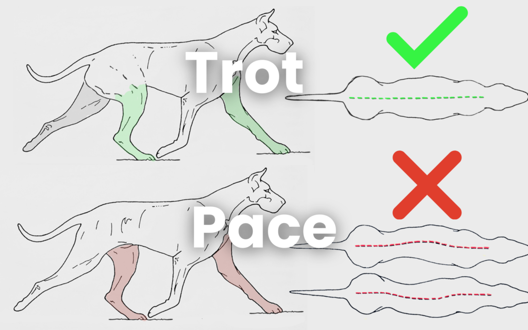 The Truth About Pacing in Dogs: A Sign of Compensation, Not Efficiency