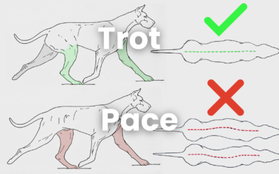 The Truth About Pacing in Dogs: A Sign of Compensation, Not Efficiency