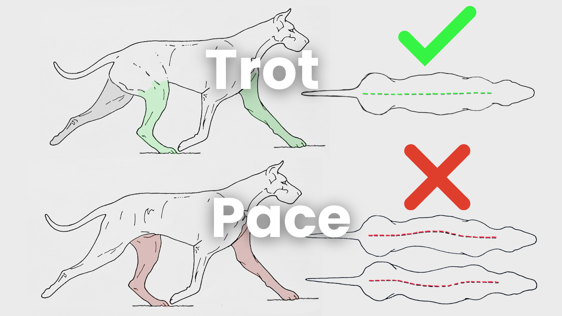 Image comparing the trot (contralateral gait) with the pace (ipsilateral gait), highlighting the difference in energy expenditure through lateral movement.