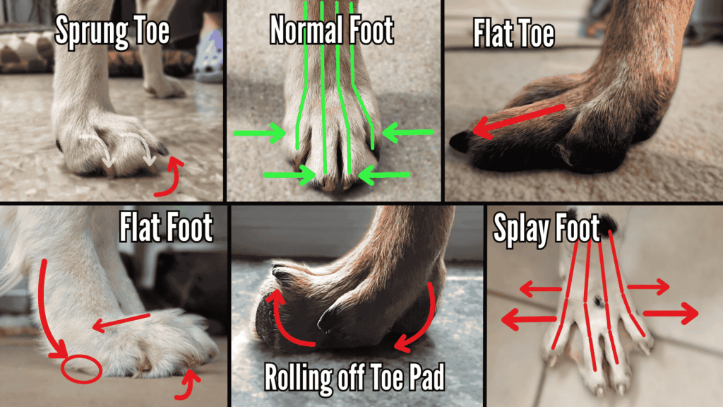Graphic comparing correct canine foot alignment to the 5 most common postural deviations in the canine foot.