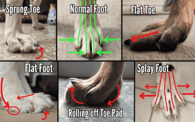 Understanding Canine Foot Alignment: Flat Feet, Splayed Feet, and Collapsed Arches