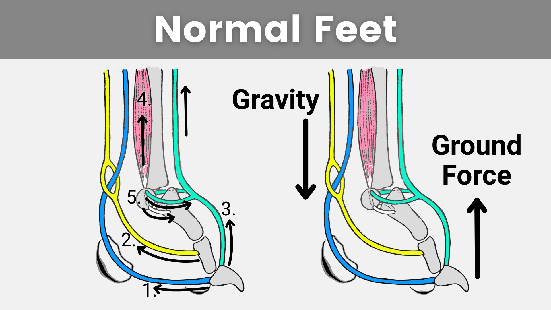 Normal canine foot anatomy and explanation of biomechanics