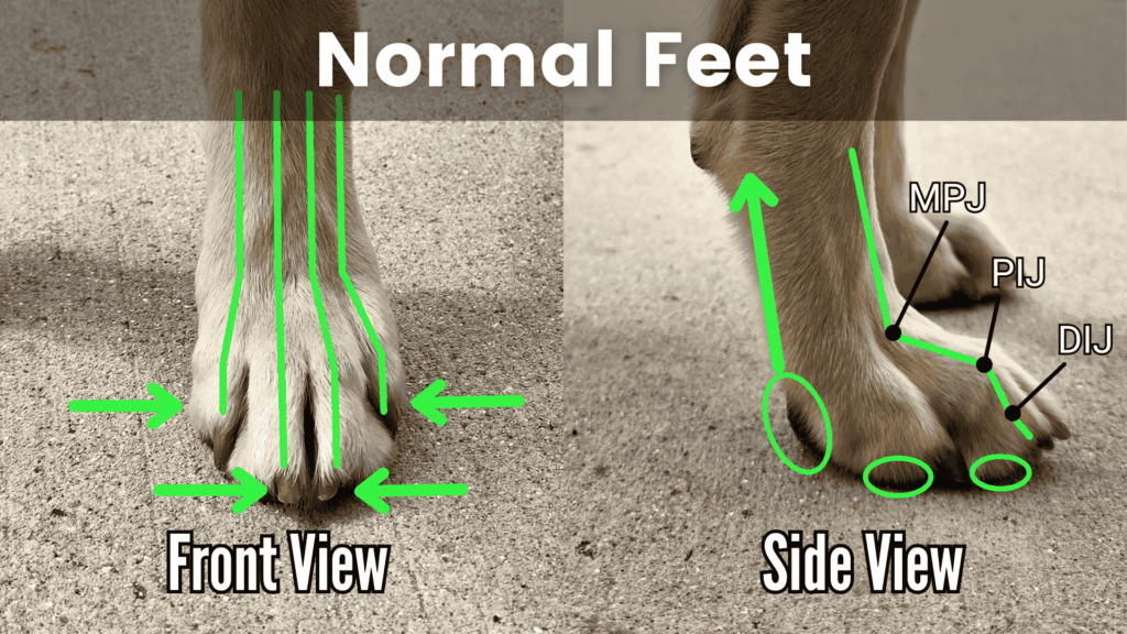 Normal canine foot alignment