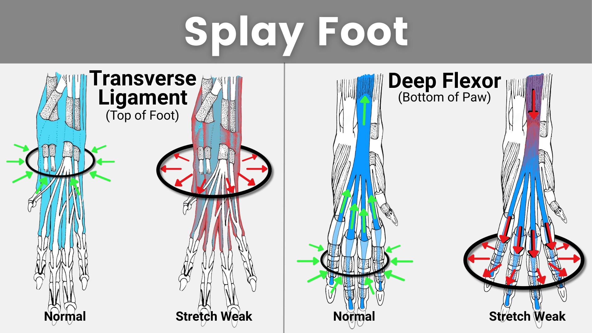 Image comparing the anatomy underlying splayed feet/ splay foot postural deviation to correct canine foot alignment.