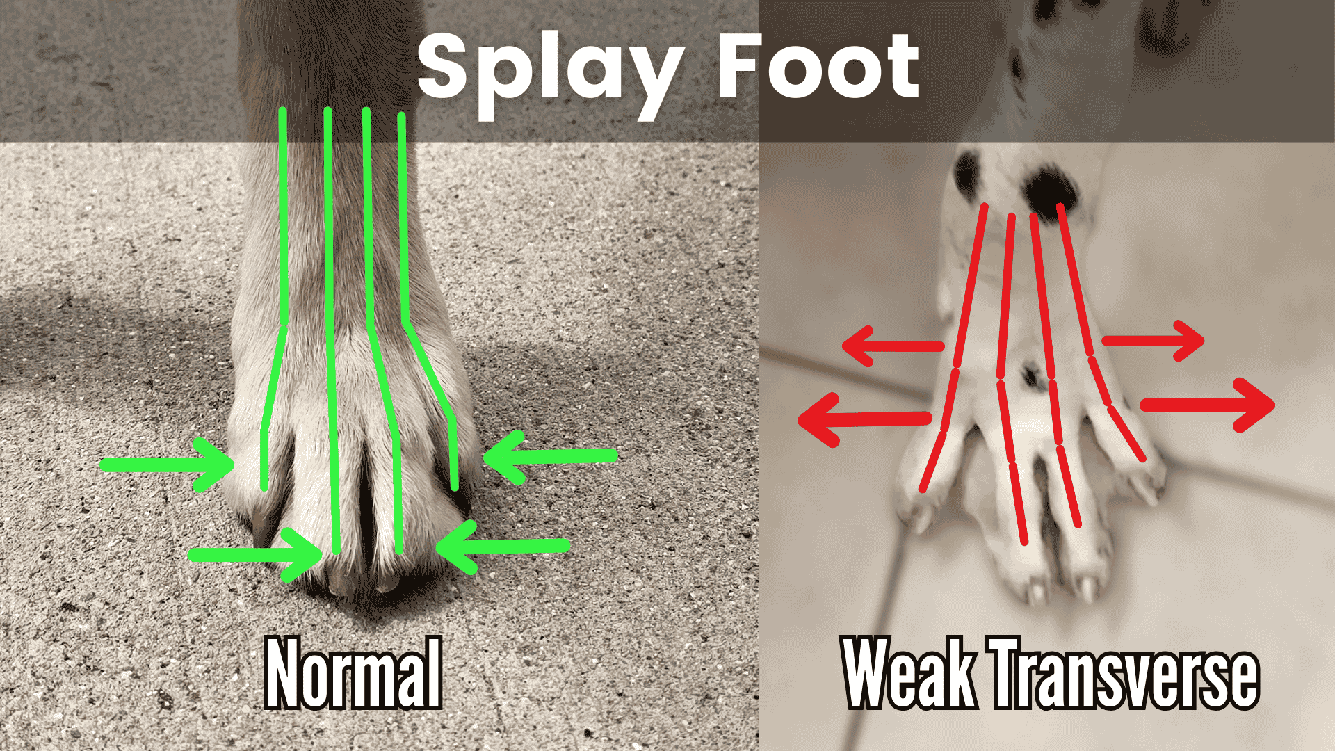 Image comparing normal canine foot alignment to Splayed Feet / Splay Foot postural deviation.