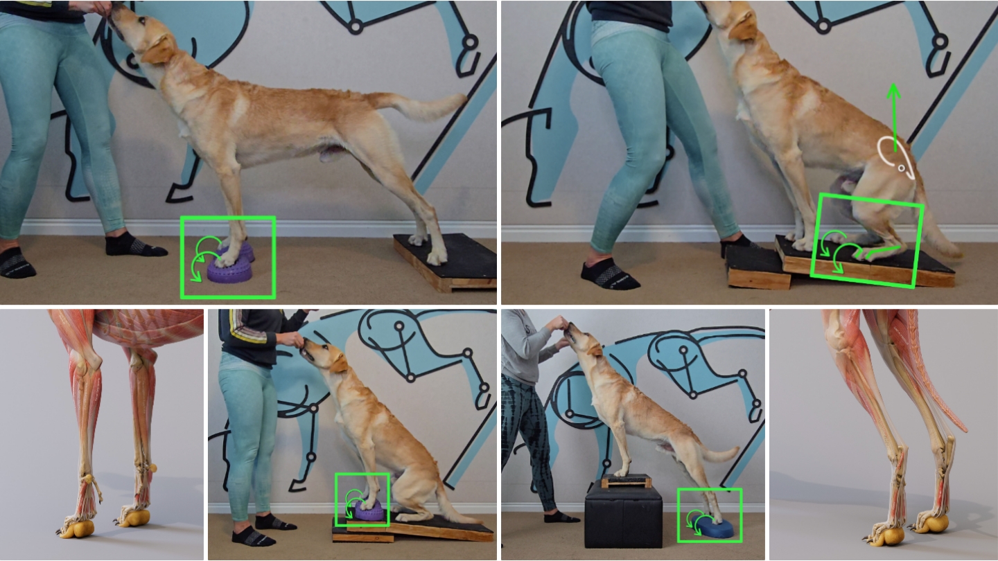 Four canine foot strengthening exercises.