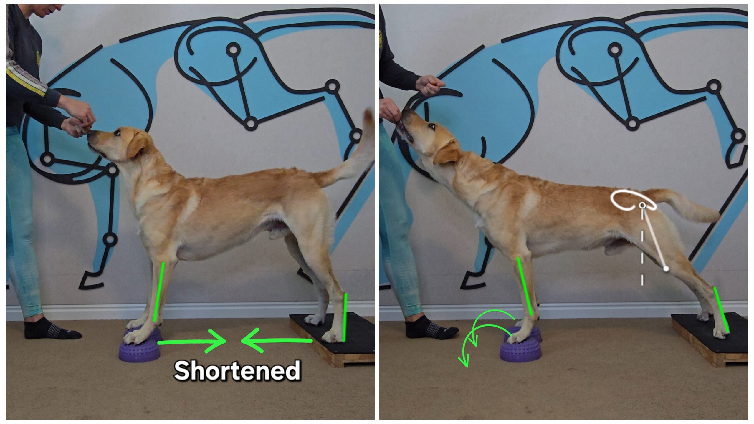 Metacarpal Stand: Targeted conditioning exercise good for Flat Feet, Splayed, Feet, and Rolling Off the Toe Pads in the front end.