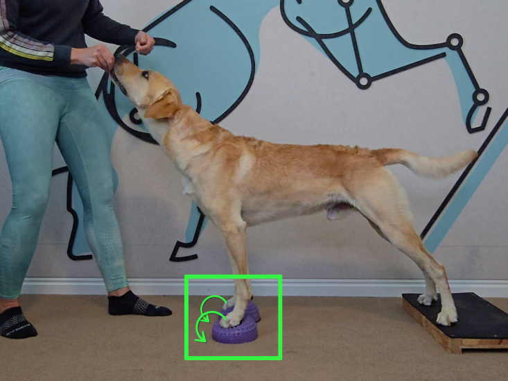 Front foot strengthening exercise for Flat Feet, Rolling off Toe Pads, Splayed Feet, and weak pasterns.