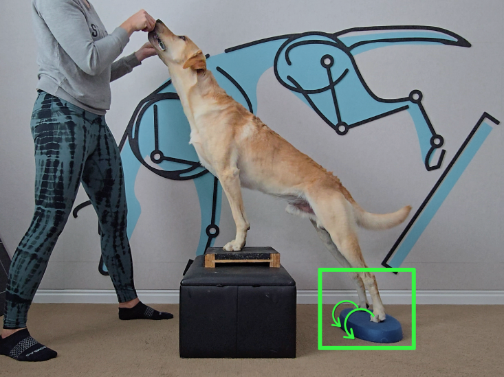 Rear foot strengthening exercise to address and prevent Flat Feet, Rolling Off the Toe Pads, and Splayed Feet.