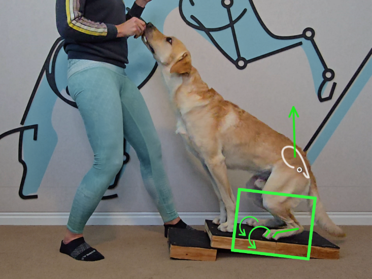 Quarter Sit exercises to strengthen the musculature in the rear feet.