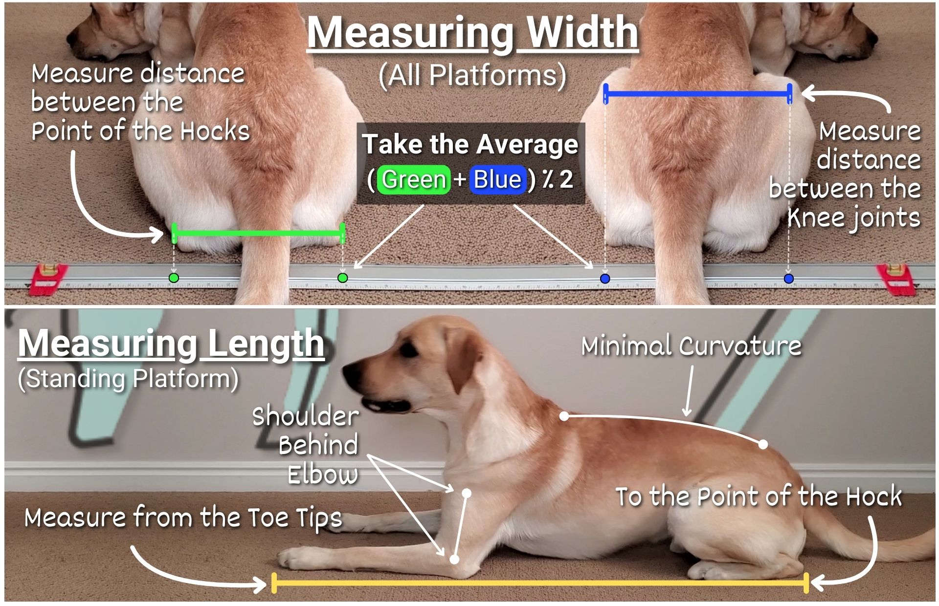 Finding initial width / length measurements for canine fitness platforms.