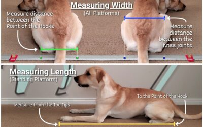 Platforms in Canine Fitness: Part 2 – Measuring