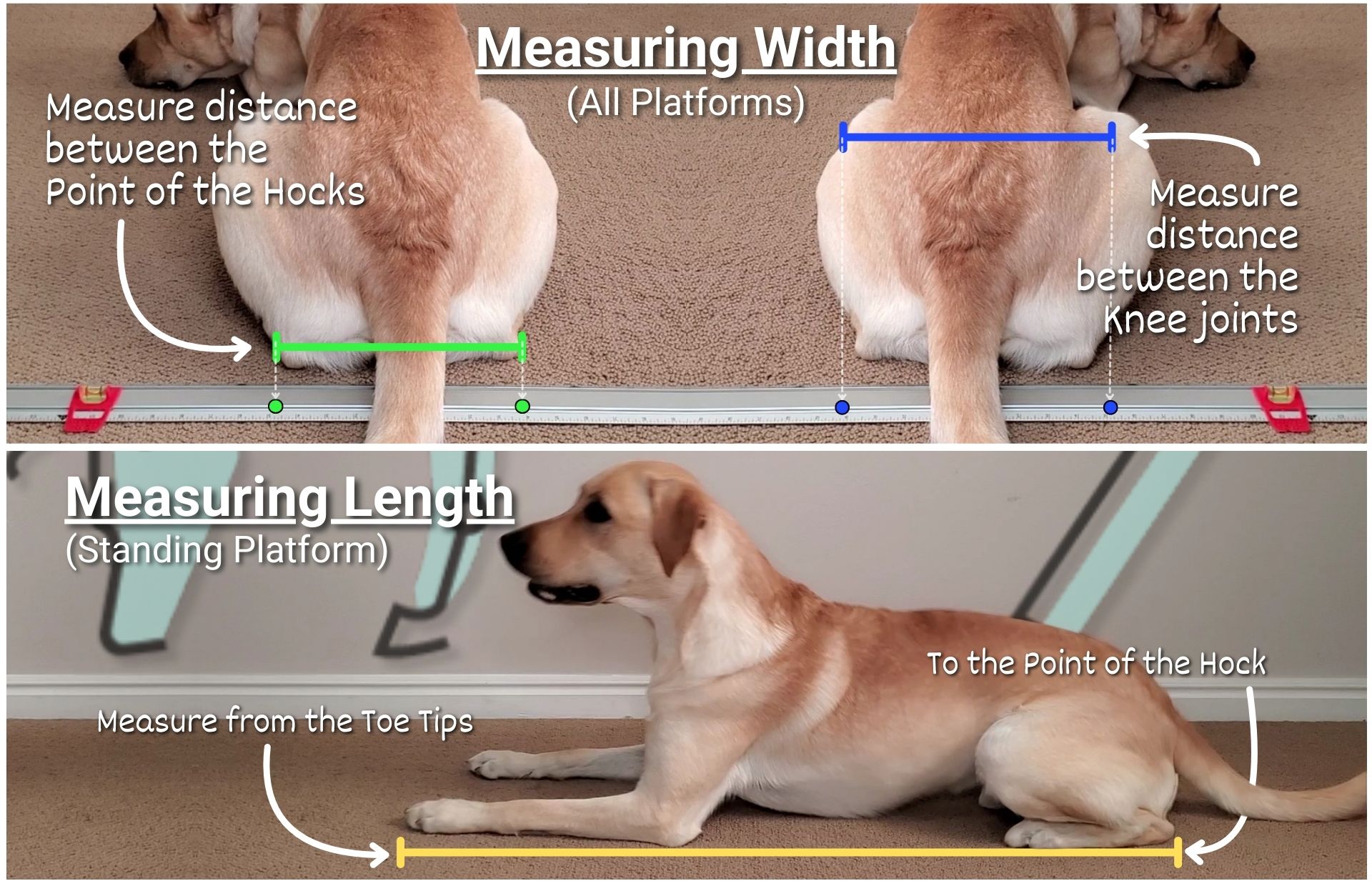 Platforms Part 2 Featured Image Image showing how to find the initial measurements for platforms in canine fitness