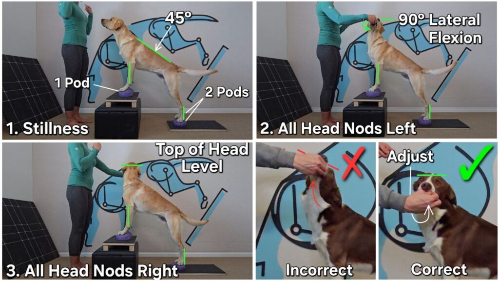 The adducted Stand targets the pectorals to lift the ribcage, combating Swayback Posture, and improving canine spine alignment.