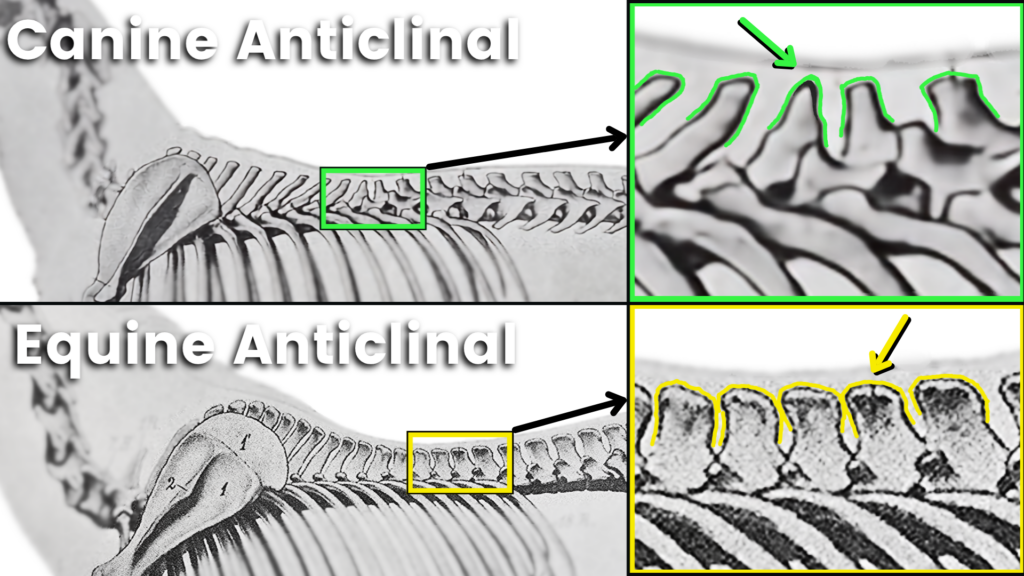 Comparative anatomy between the canine and equine anticlinal vertebra.